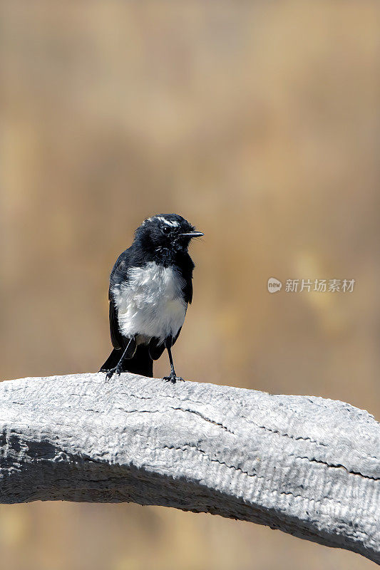 威利鹡鸰（Rhipidura leucophrys）